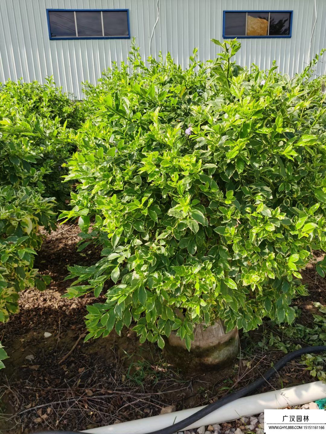 花葉連翹 (3).jpg