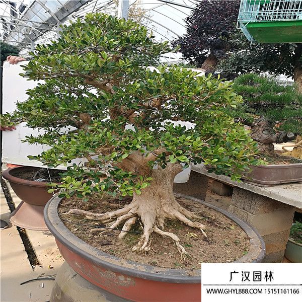 造型黃楊 (2).jpg