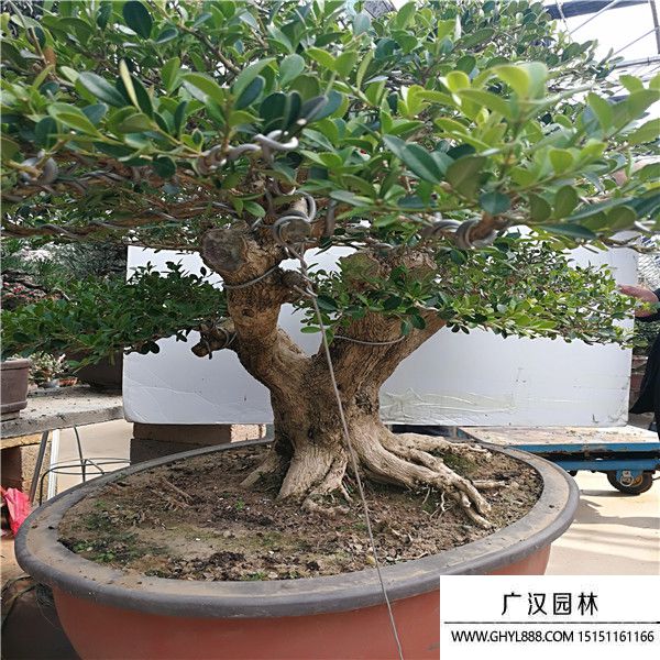 造型黃楊 (3).jpg