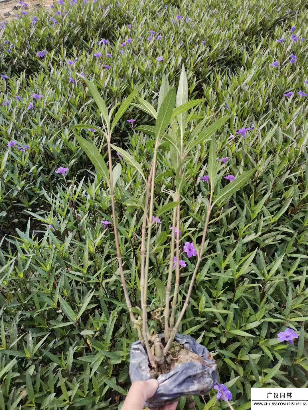 紫花翠蘆莉 (3).jpg