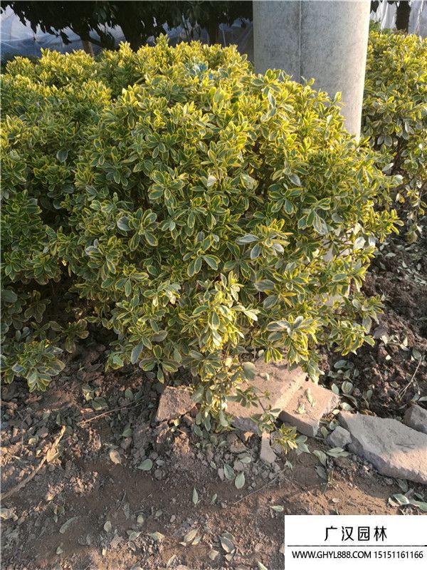 金邊黃楊球 (1).jpg