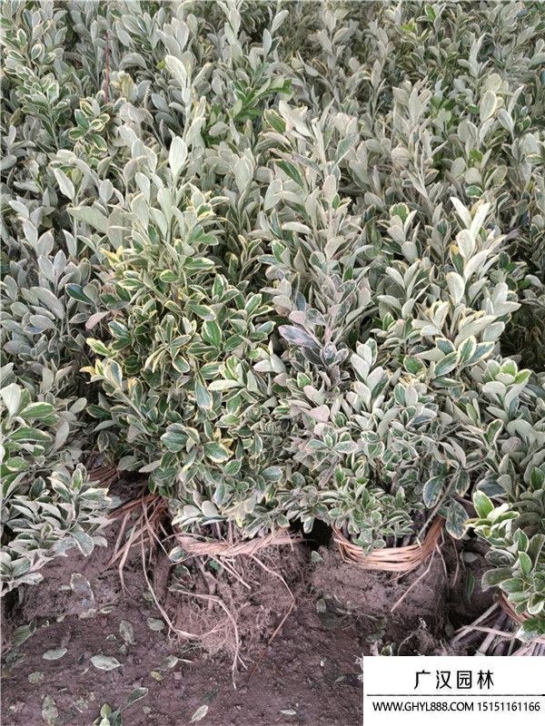 金邊黃楊苗 (5).jpg