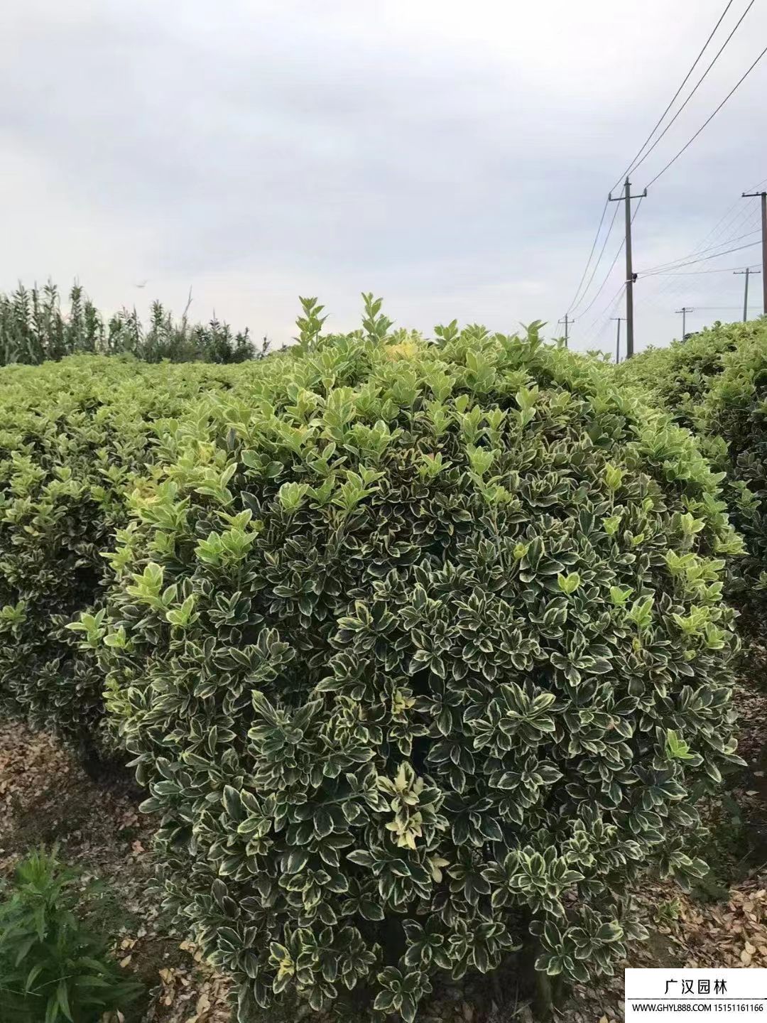 金邊黃楊球 (6).jpg