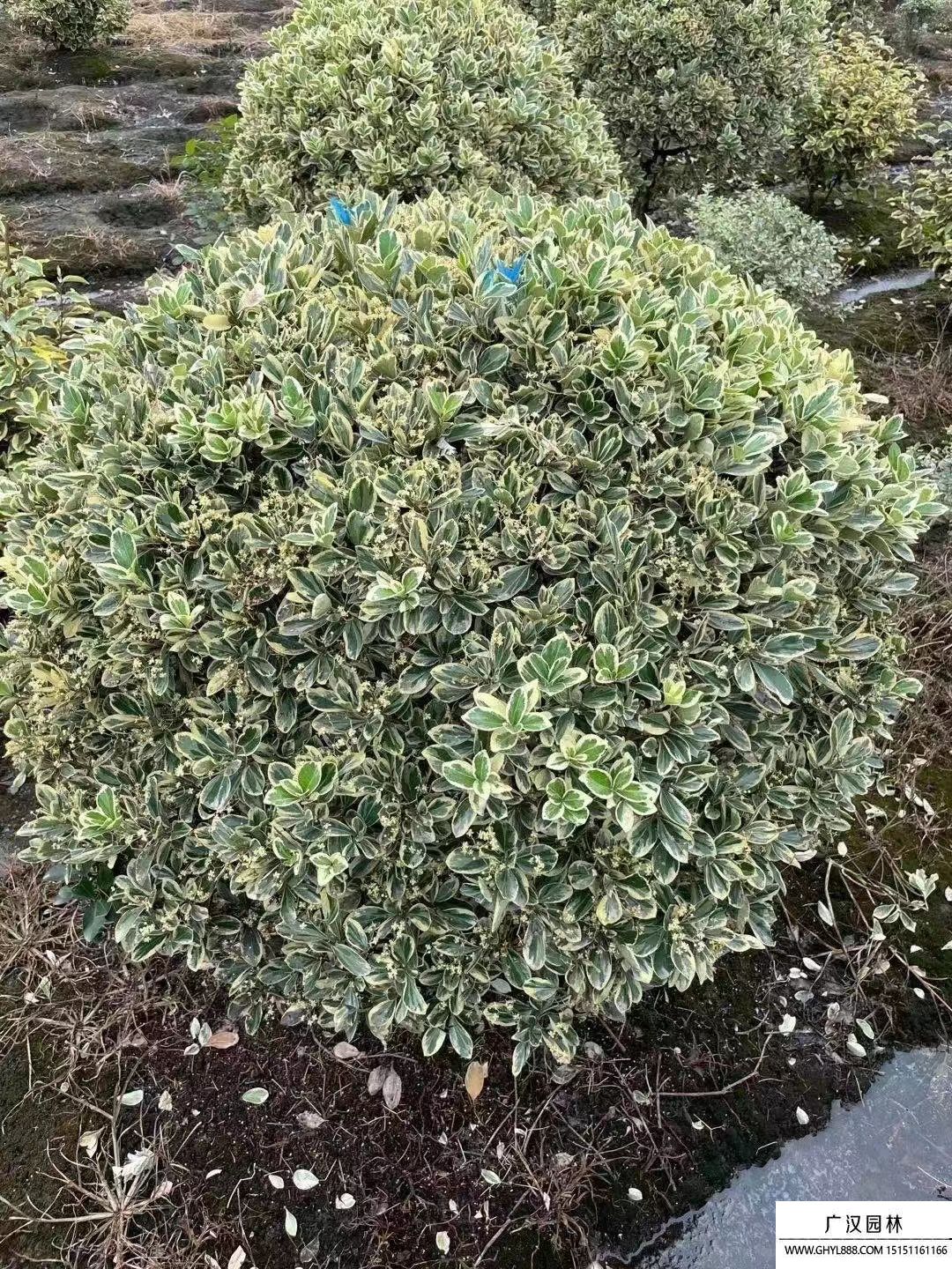 金邊黃楊球 (15).jpg