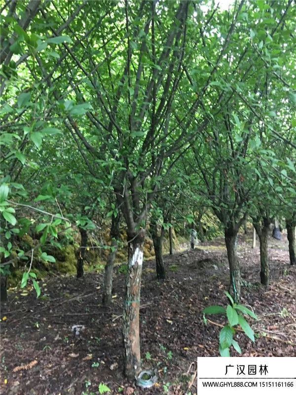 垂絲海棠 (6).jpg