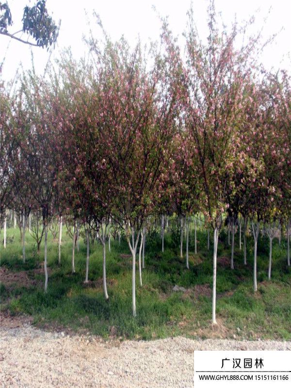 垂絲海棠 (2).jpg