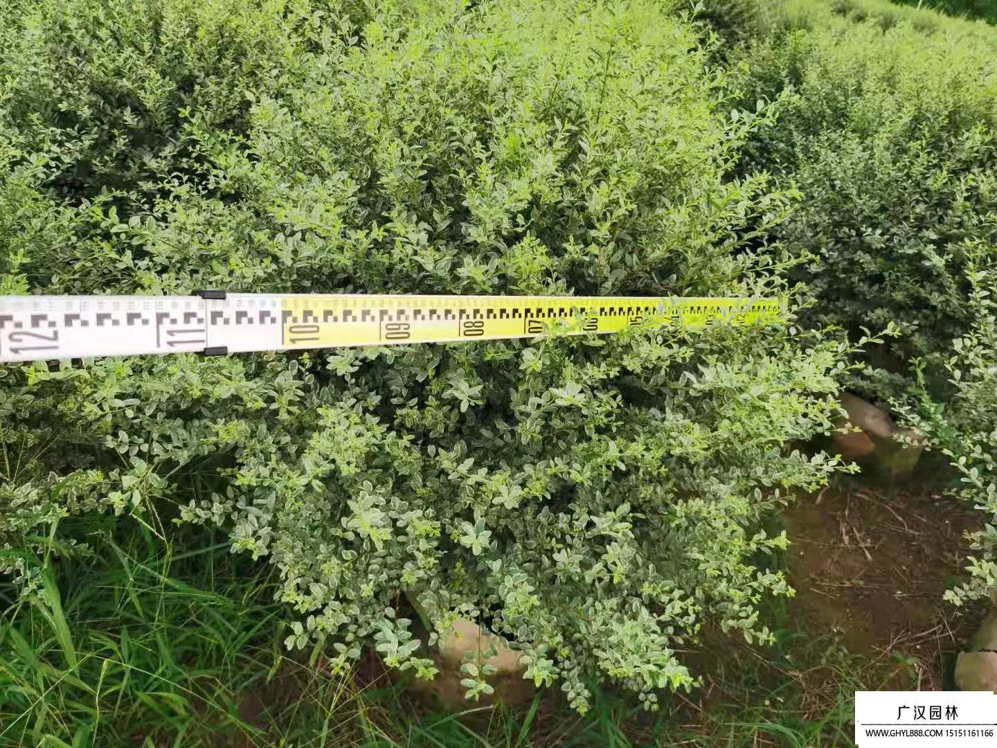 花葉女貞球 (1).jpg