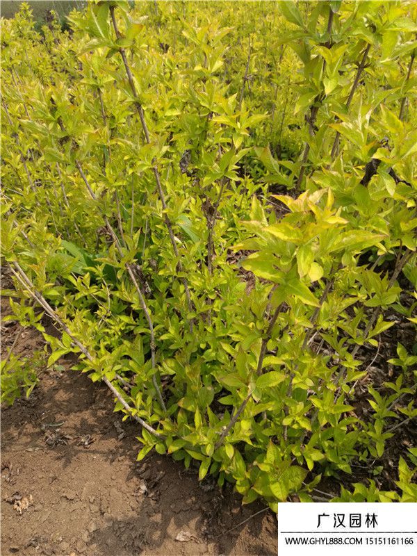 金葉錦帶 (1).jpg