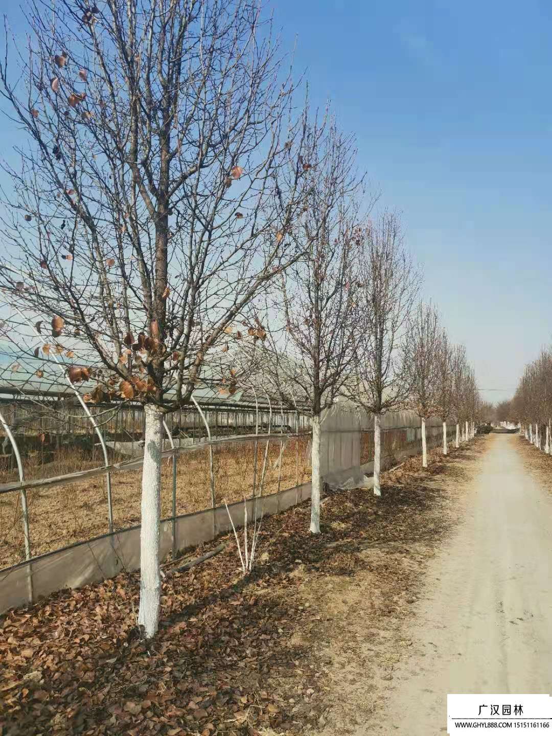 彩葉豆梨 (6).jpg