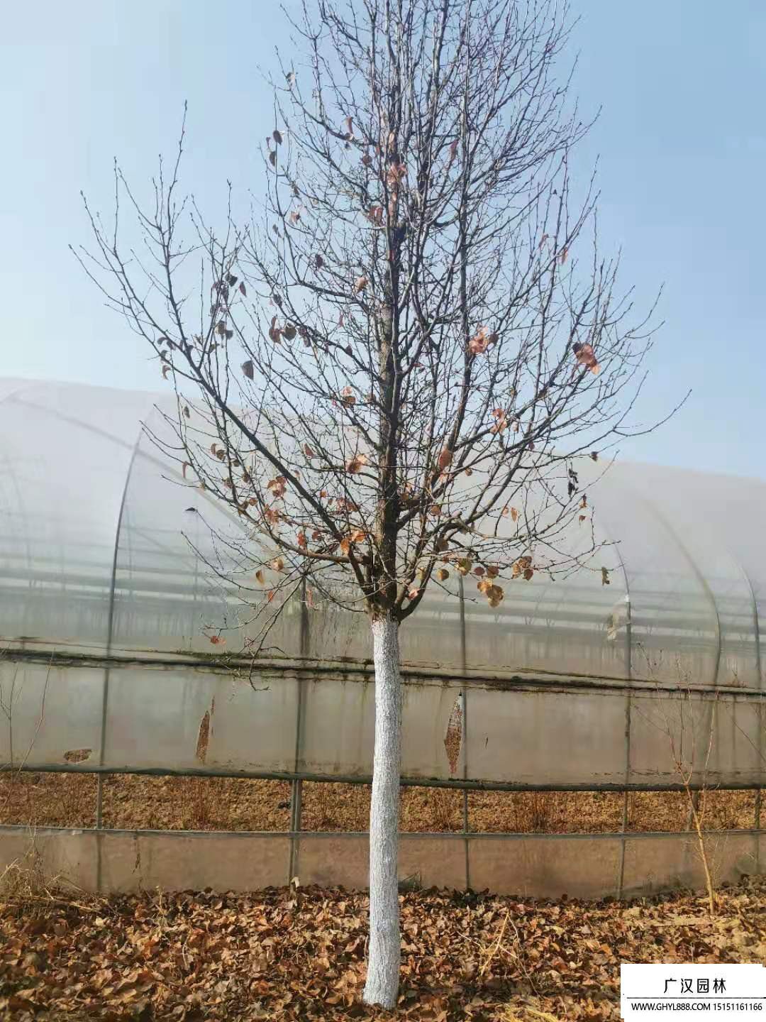 彩葉豆梨 (7).jpg