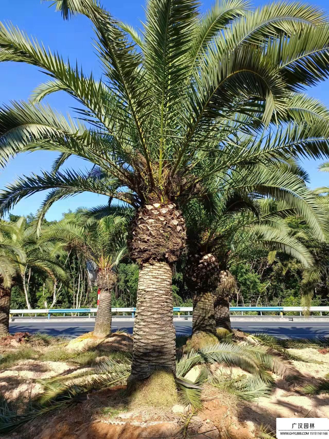 加拿利海棗 (1).jpg