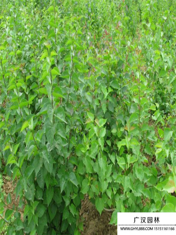 暴馬丁香 (2).jpg