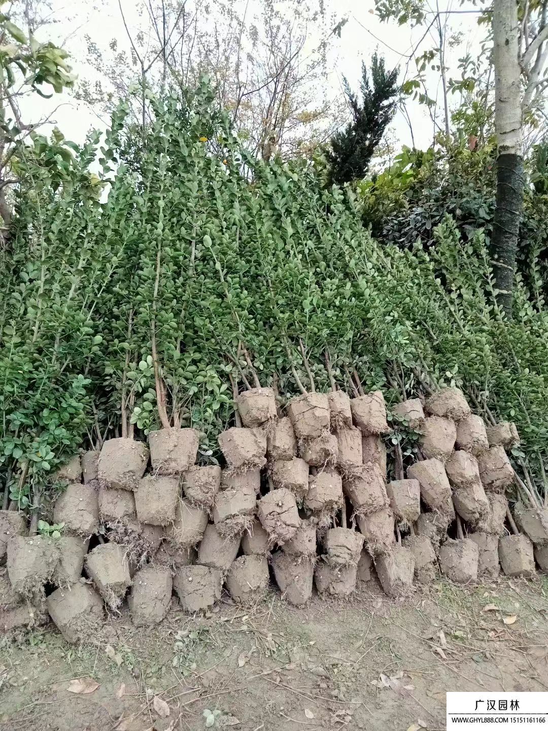 北海道黃楊 (5).jpg