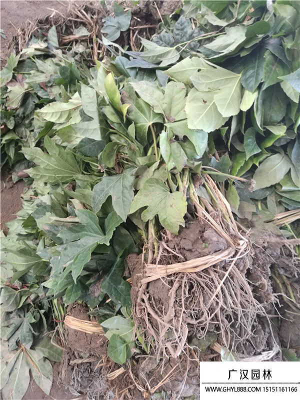 八角金盤 (6).jpg