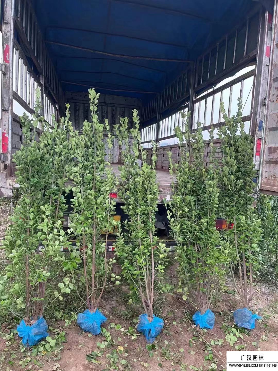 北海道黃楊 (10).jpg