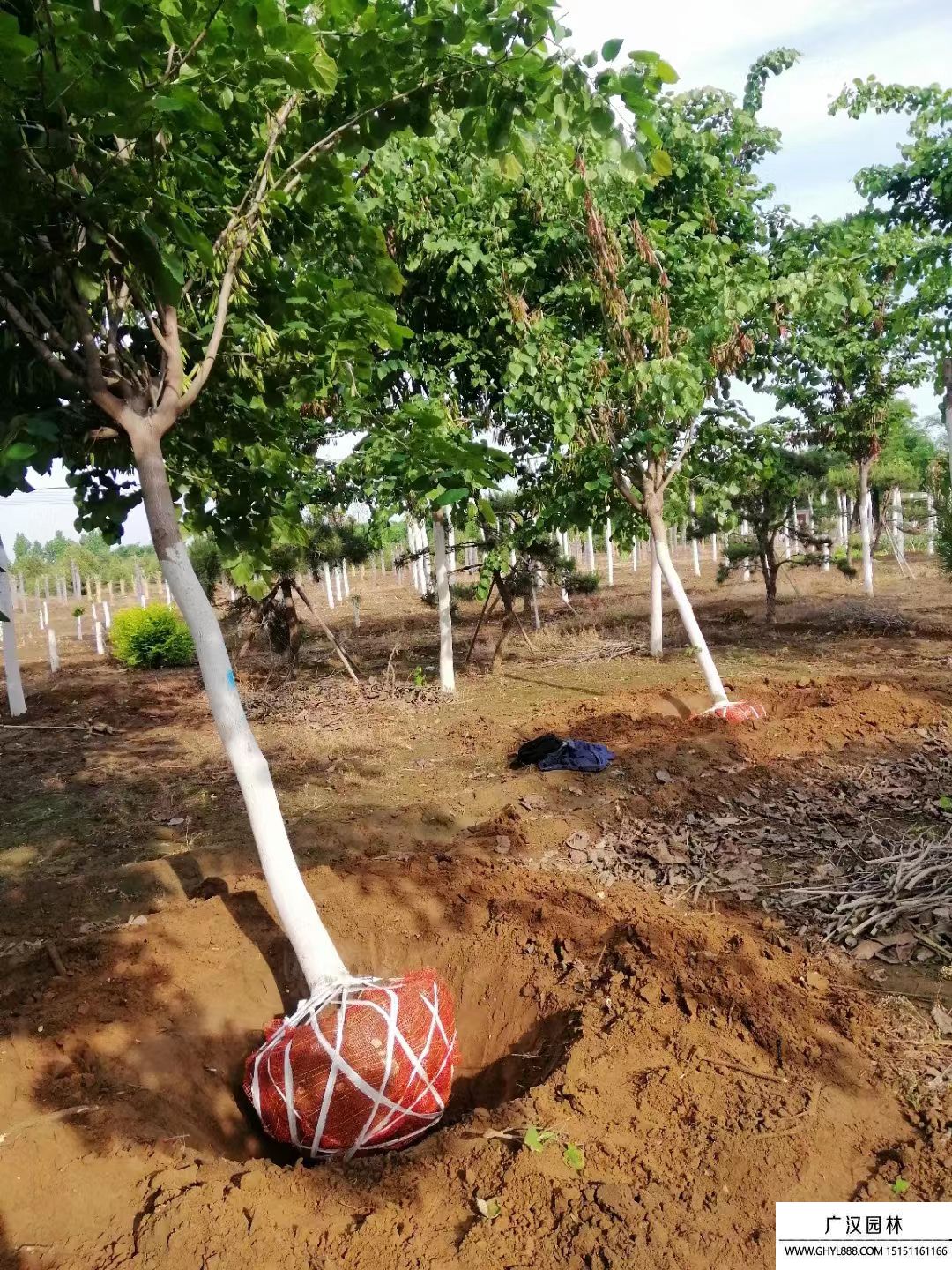 巨紫荊 (5).jpg 巨紫荊 (5).jpg