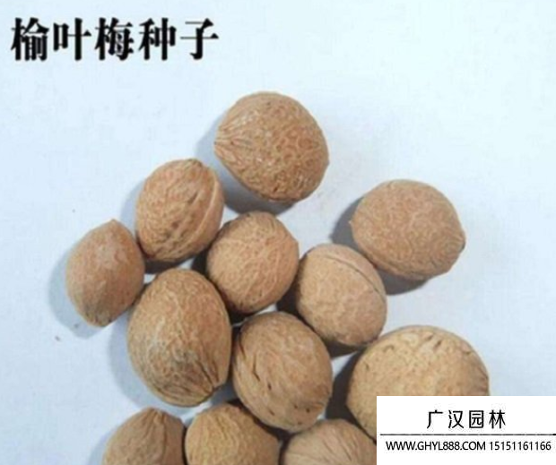 榆葉梅種子 (2).png