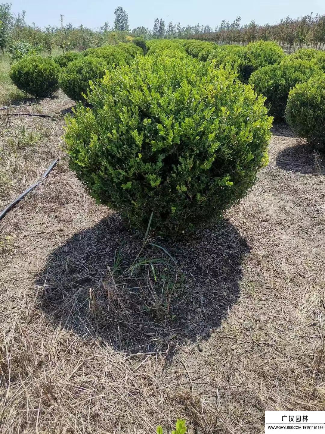 瓜子黃楊球 (7).jpg