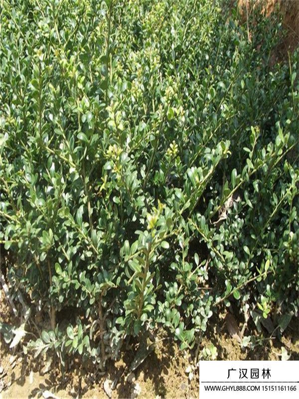 龜甲冬青 (9).jpg