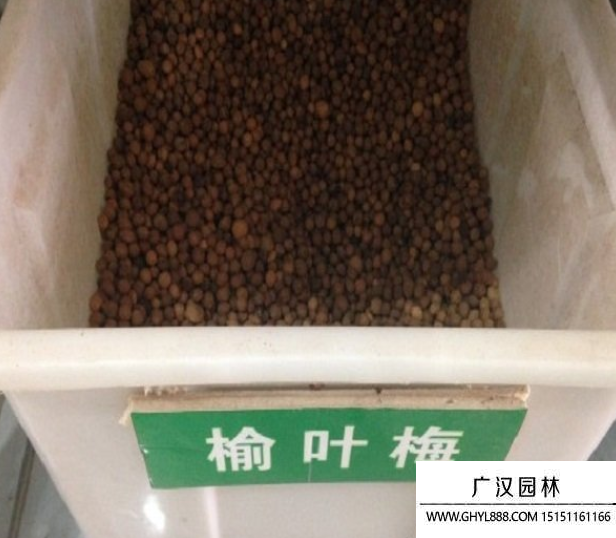 榆葉梅種子 (1).png