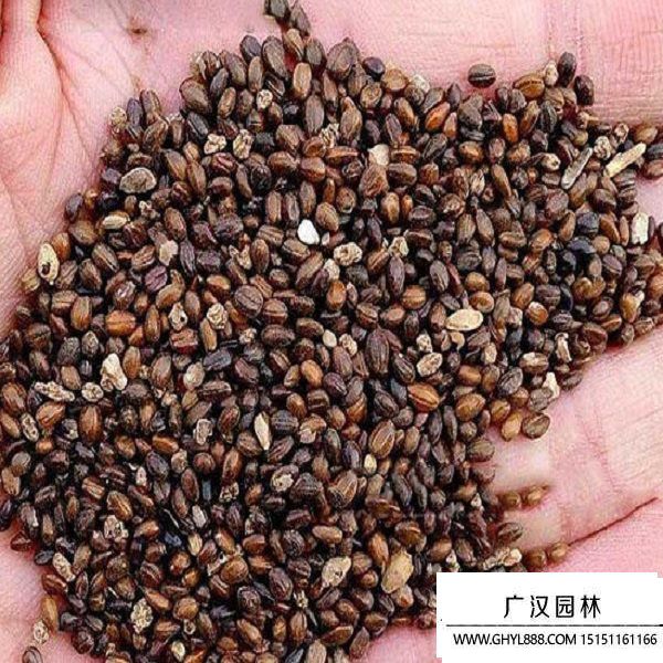 小果沙棘種子 (1).jpg