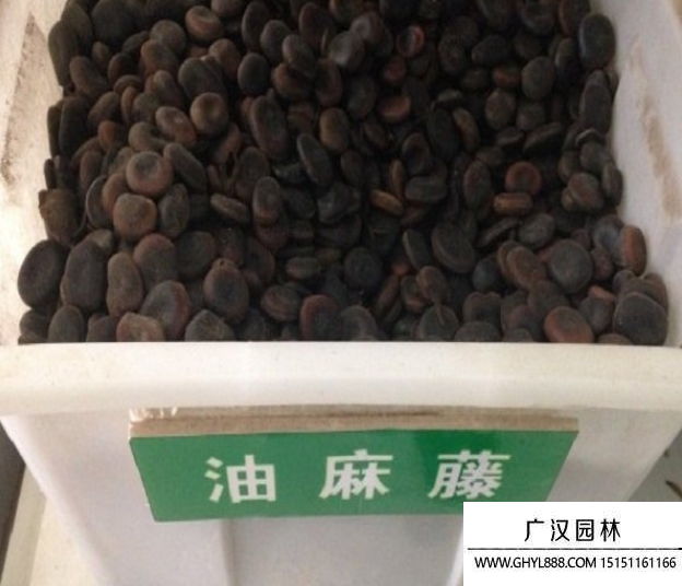 油麻藤種子 (1).png