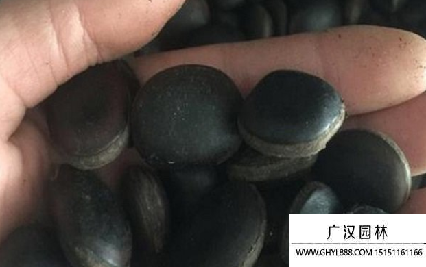 油麻藤種子 (2).png