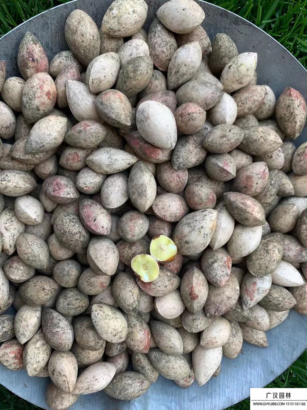 銀杏種子 (1).jpg