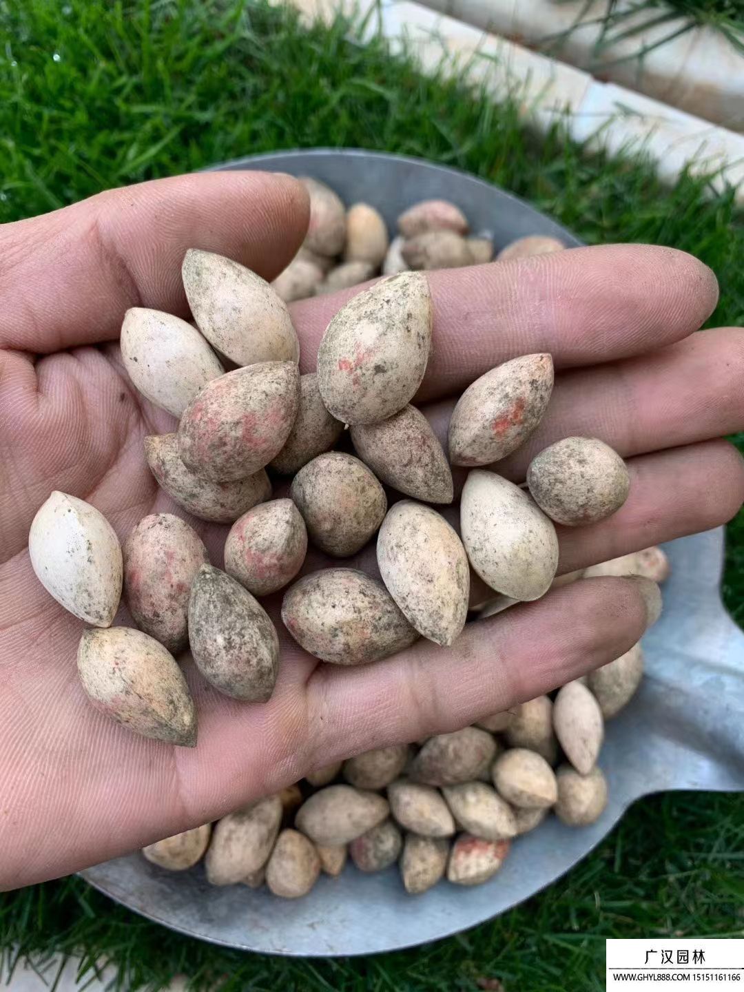 銀杏種子 (2).jpg