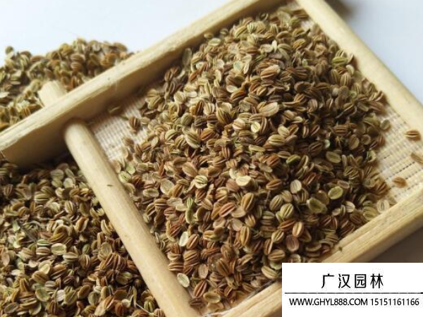 蛇床子種子 蛇床子種子