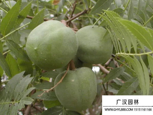 文冠果種子 文冠果種子