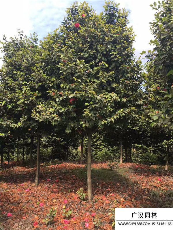 茶花樹(shù) 茶花樹(shù)