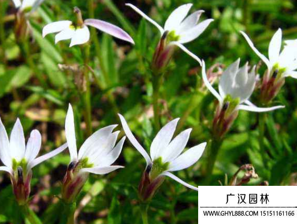 半邊蓮種子 半邊蓮種子