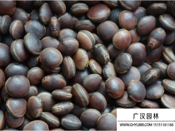 油麻藤種子 油麻藤種子