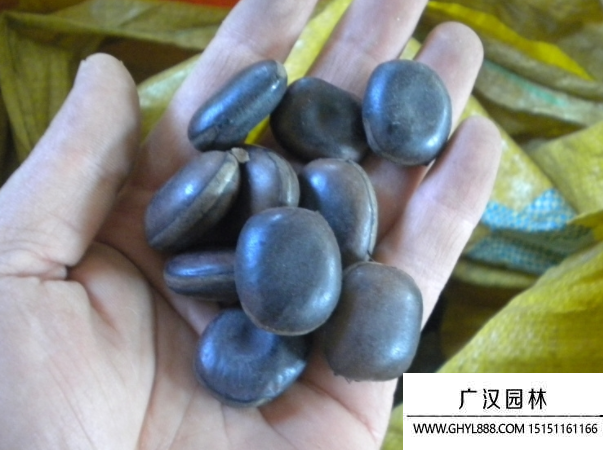 油麻藤種子 油麻藤種子