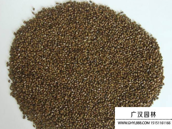 傘房決明子種子 傘房決明子種子