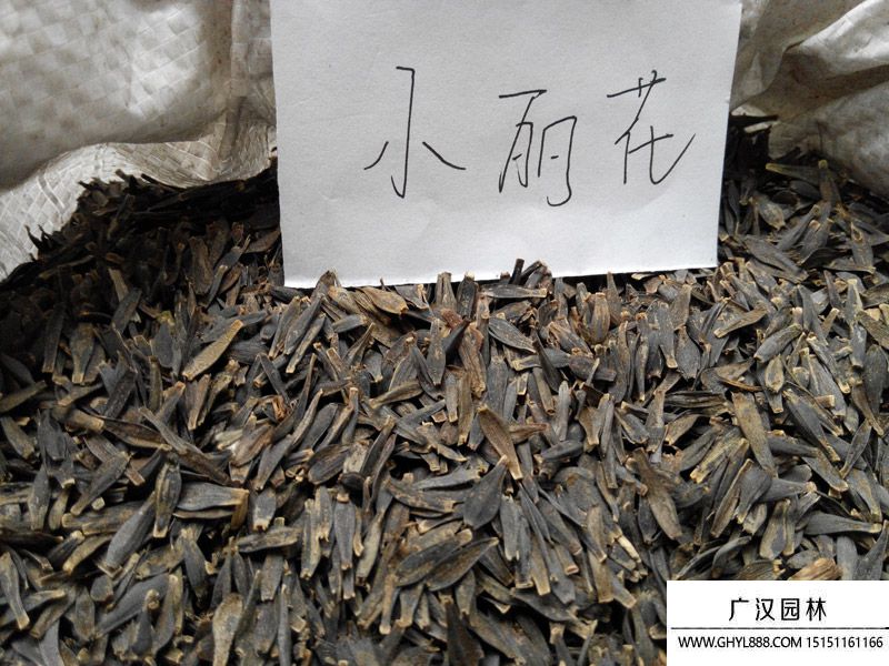 小麗花.jpg 小麗花.jpg