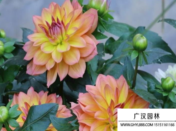 小麗花種子 小麗花種子