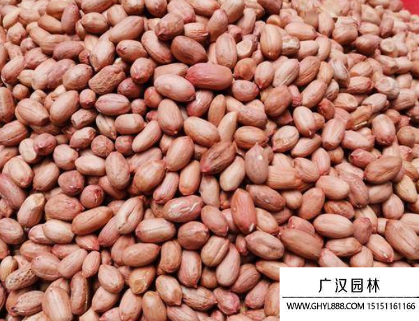 花生種子 花生種子