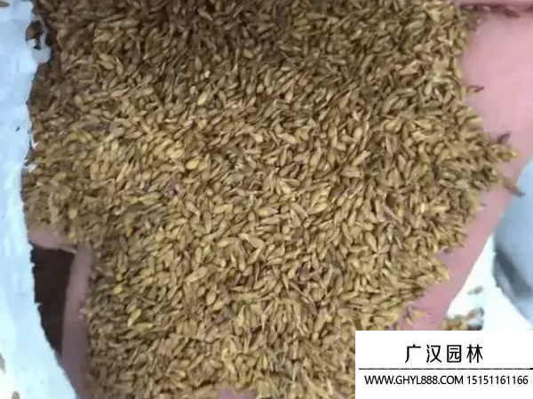 結(jié)縷草種子