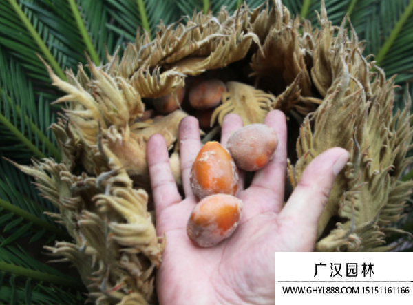 蘇鐵種子 蘇鐵種子