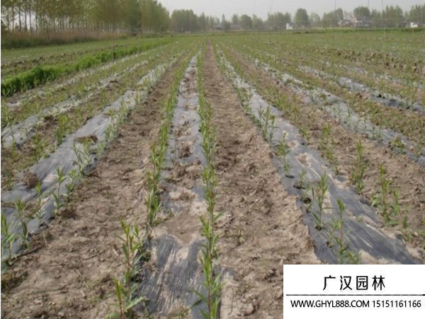 美國竹柳 美國竹柳