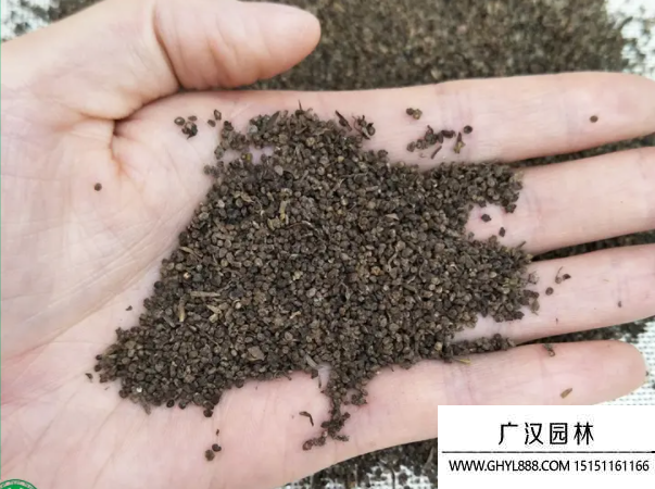 地膚種子 地膚種子