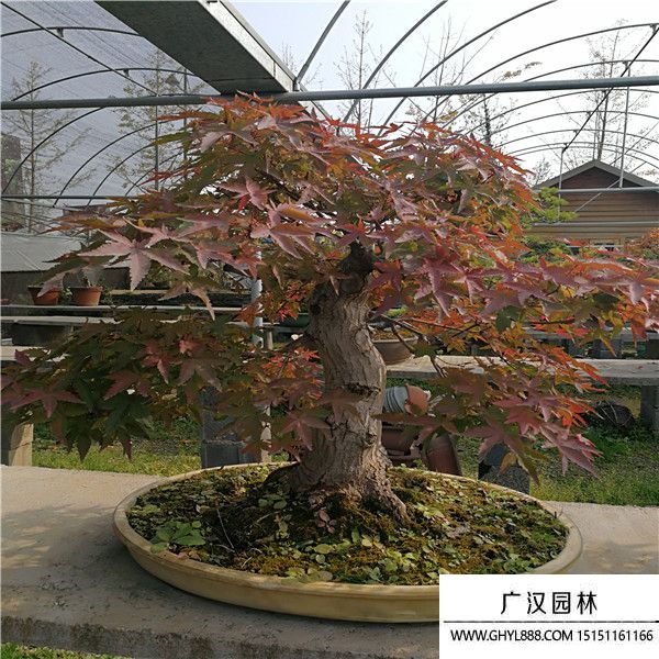 山紅葉盆景 山紅葉盆景