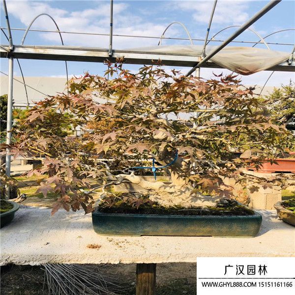 山紅葉盆景 山紅葉盆景