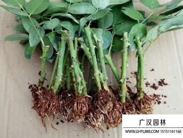 玫瑰花種子 玫瑰花種子