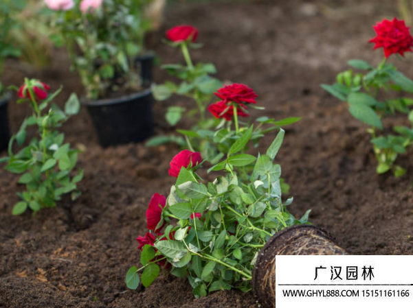 玫瑰花種子 玫瑰花種子