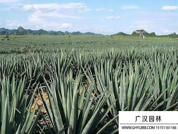 龍舌蘭種子 龍舌蘭種子