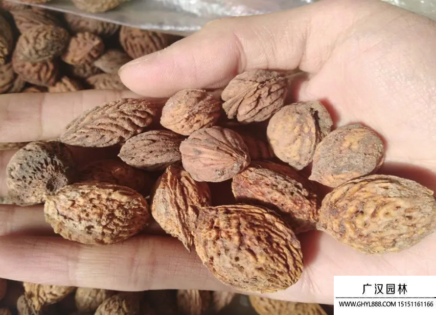 桃子種子 桃子種子