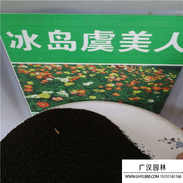 花卉種子 花卉種子